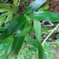 Dendrobium anosmum Lindl.